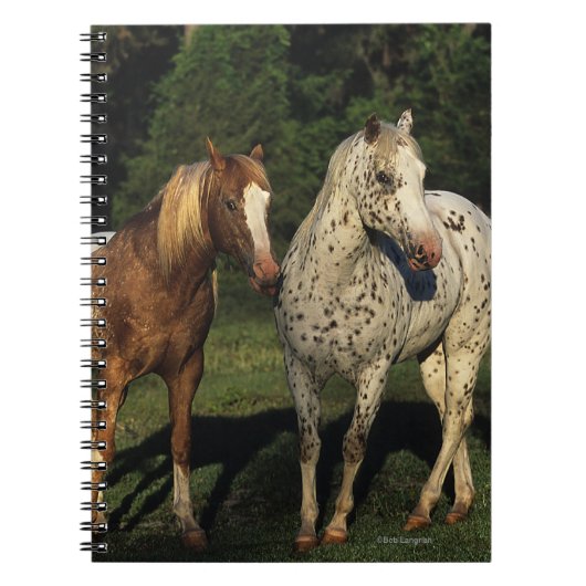 Carnet Chevaux d'Appaloosa (Devant)