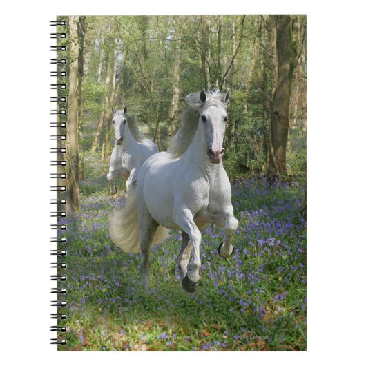 Carnet Chevaux d'imaginaire : Bois de jacinthe des bois (Devant)