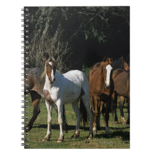 Carnet Chevaux sauvages 1 de mustang
