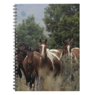 Carnet Chevaux sauvages 2 de mustang