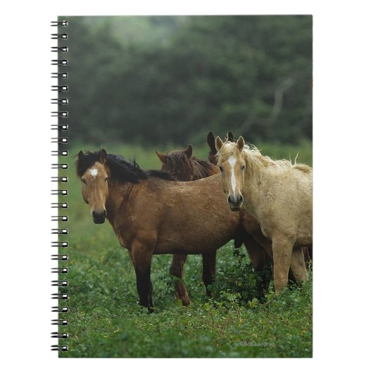 Carnet Chevaux sauvages 4 de mustang (Devant)