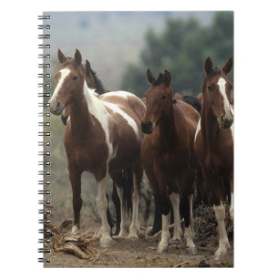 Carnet Chevaux sauvages 7 de mustang