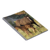 Carnet Chevaux sauvages dans le parc national Theodore Ro (Côté Droit)