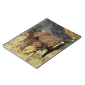 Carnet Chevaux sauvages dans le parc national Theodore Ro (Côté gauche)