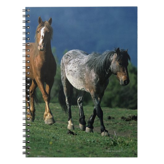 Carnet Chevaux sauvages de mustang (Devant)