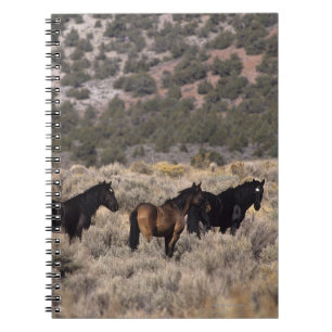 Carnet Chevaux sauvages de mustang dans le désert 2