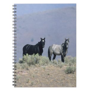 Carnet Chevaux sauvages de mustang dans le désert 3