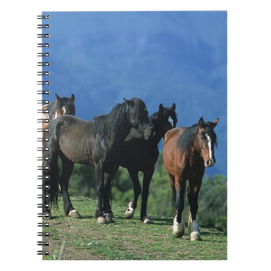 Carnet Chevaux sauvages de mustang dans les montagnes (Devant)