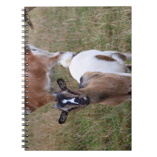 Carnet Chèvre dans un champ (Devant)
