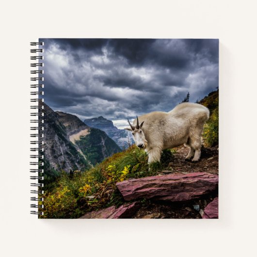 Carnet Chèvre des montagnes Rocheuses (Devant)
