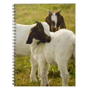 Carnet Chèvres Boer dans un pâturage ensoleillé Animaux d