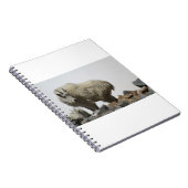 Carnet Chèvres, chèvres et chèvres (68) (Côté Droit)