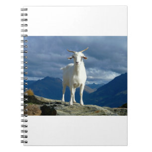 Carnet Chèvres, chèvres et chèvres (93)
