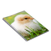 Carnet Chick (Côté Droit)