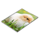 Carnet Chick (Côté gauche)