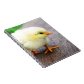 Carnet Chick de Pâques (Côté Droit)