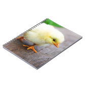 Carnet Chick de Pâques (Côté gauche)