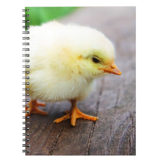 Carnet Chick de Pâques (Devant)