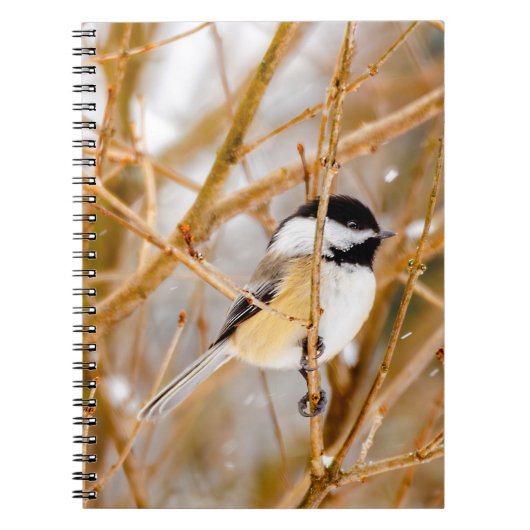 Carnet Chickadee au plafond noir - Photo originale (Devant)