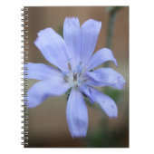 Carnet Chicorée (Devant)