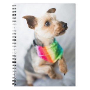 Carnet Chien arc-en-ciel Gay pride  Yorkshire Terrier