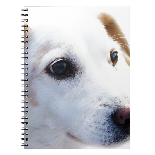 Carnet Chien blanc aux yeux fidèles, Animaux Animaux Chie (Devant)