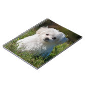 Carnet Chien chiot maltais blanc mou (Côté gauche)