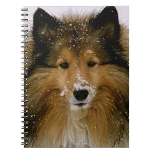 Carnet - chien de berger de Shetland dans la neige