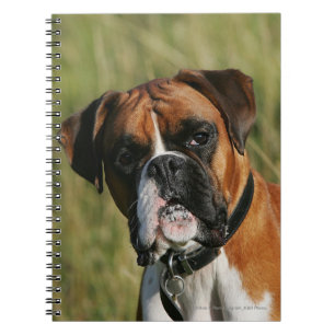 Carnet Chien de boxeur regardant fixement