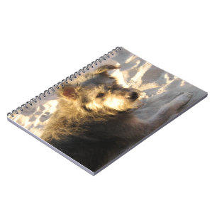 Carnet Chien de plage thaïlandais