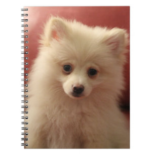 Carnet Chien de Poméranie mignon