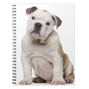 Carnet Chien de taureau anglais (2 mois)