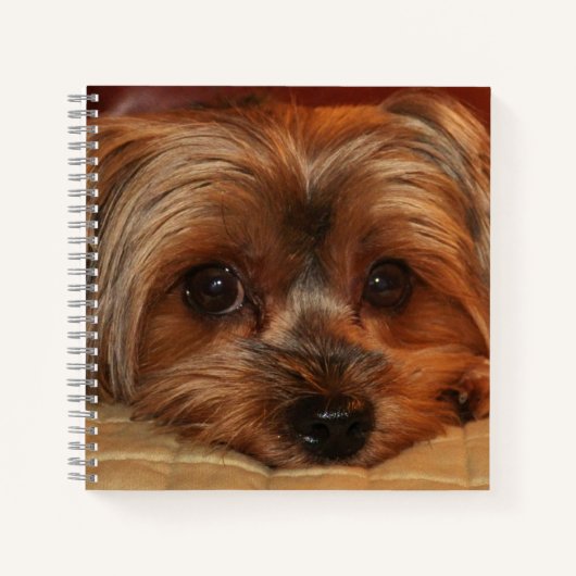 Carnet Chien de Terrier du Yorkshire (Devant)