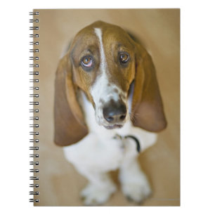 Carnet Chien doux de basset-hound
