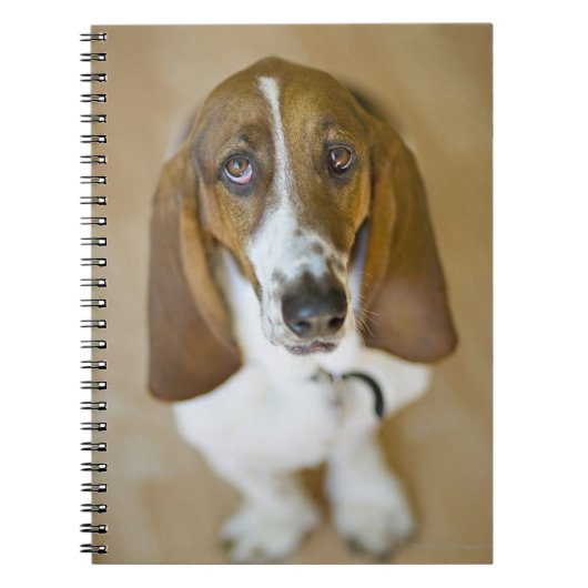 Carnet Chien doux de basset-hound (Devant)