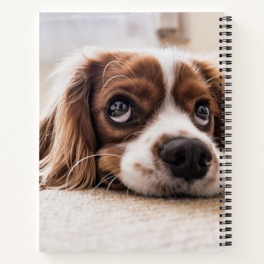 Carnet Chien Espagnol Coqueur Triste (Dos)