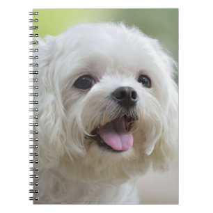 Carnet Chien maltais blanc