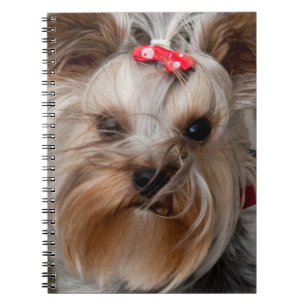 Carnet Chien mignon