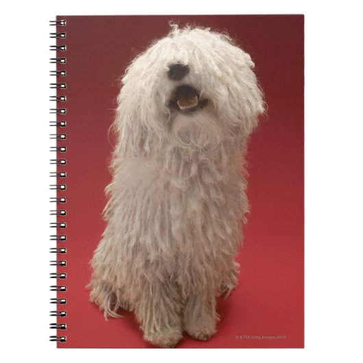 Carnet Chien mignon de Komondor (Devant)
