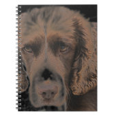 Carnet Chiens Springer anglais (Devant)