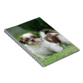 Carnet Chih tzu chiot (Côté Droit)