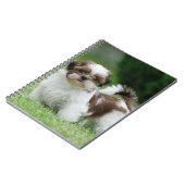 Carnet Chih tzu chiot (Côté gauche)