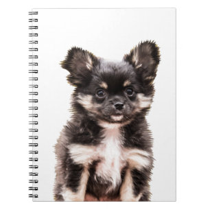 Carnet Chihuahua Chien chiot
