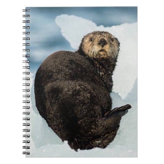 Carnet Chilly Sea Otter (Devant)