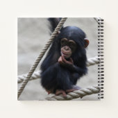 Carnet Chimpanzé 030 (Dos)