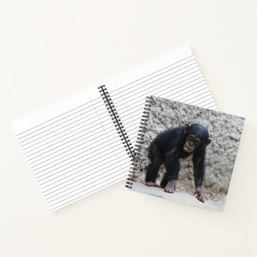Carnet Chimpanzé 031 (Intérieur)