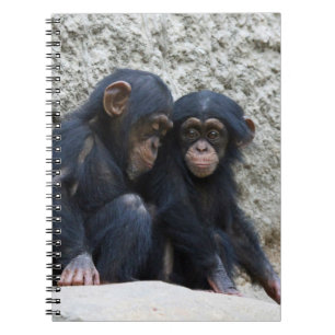 Carnet Chimpanzee 002