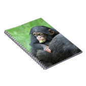 Carnet Chimpanzée 005 (Côté Droit)