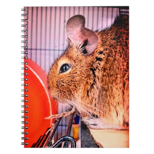Carnet Chinchilla (Devant)