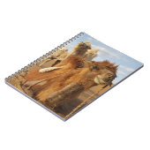Carnet Chine, Mongolie intérieure, désert de Badain Jaran (Côté gauche)